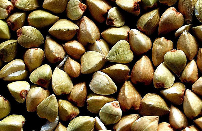 苦蕎麥價格多少錢一棵?苦蕎麥如何種植?